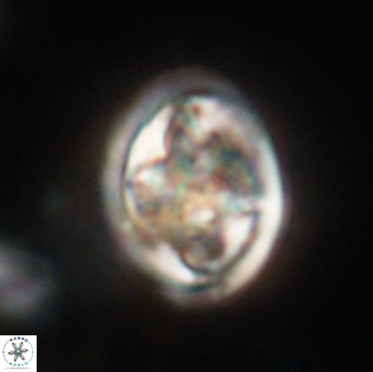 Caulophorolithus sigmoides 65055