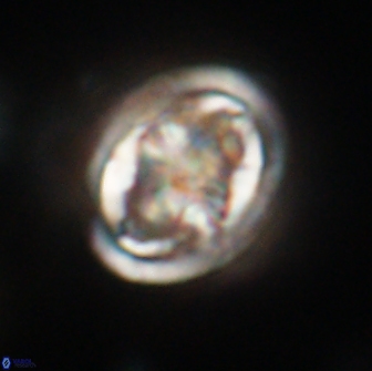 Caulophorolithus sigmoides 65056