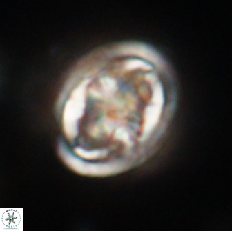 Caulophorolithus sigmoides 65056