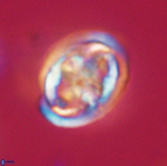 Caulophorolithus sigmoides 65057