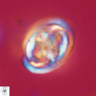 Caulophorolithus sigmoides 65057