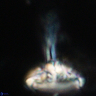 Caulophorolithus sigmoides 65033