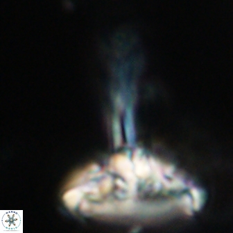 Caulophorolithus sigmoides 65033