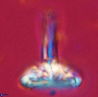 Caulophorolithus sigmoides 65034