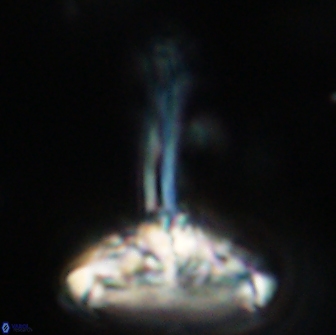 Caulophorolithus sigmoides 65036
