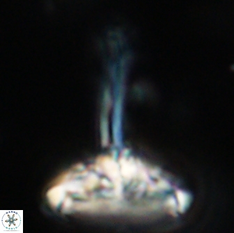 Caulophorolithus sigmoides 65036