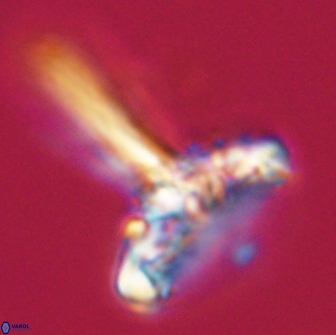 Caulophorolithus sigmoides 65038