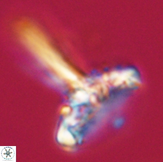 Caulophorolithus sigmoides 65038