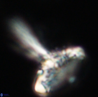 Caulophorolithus sigmoides 65039