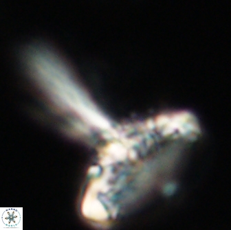 Caulophorolithus sigmoides 65039