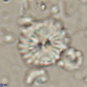 Caycedoa atlanticus 53794