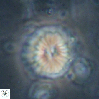 Caycedoa atlanticus 53796