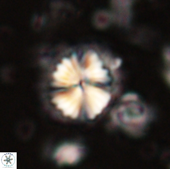 Caycedoa atlanticus 53791