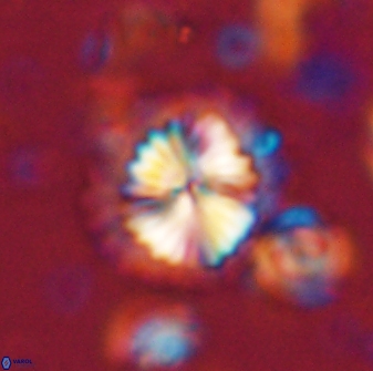 Caycedoa atlanticus 53792
