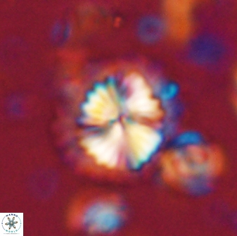 Caycedoa atlanticus 53792