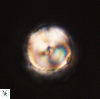Caycedoae pattersonii 58101