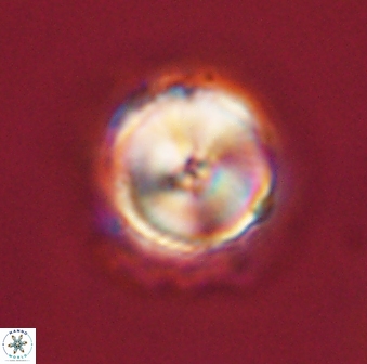 Caycedoae pattersonii 58101