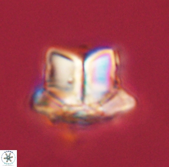 Caycedoa conicus 58100