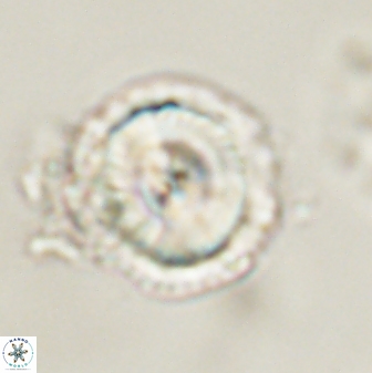 Caycedoa indianica 58081