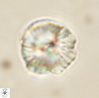 Caycedoae conicus 66741