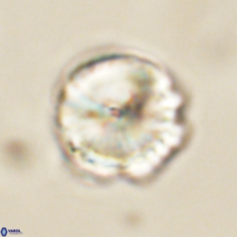 Caycedoae conicus 66742