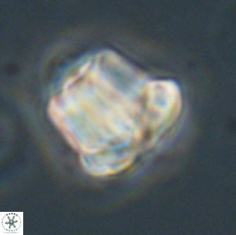 Caycedoae conicus 66750