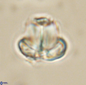 Caycedoae conicus 66759