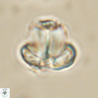 Caycedoae conicus 66759