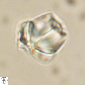 Caycedoae conicus 66760