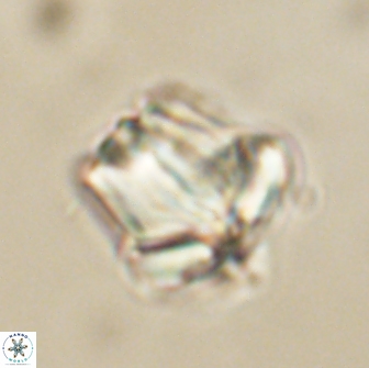 Caycedoae conicus 66761