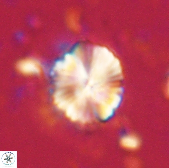 Caycedoae atlanticus 62812