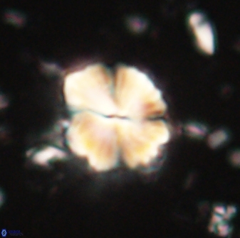 Caycedoae atlanticus 62814