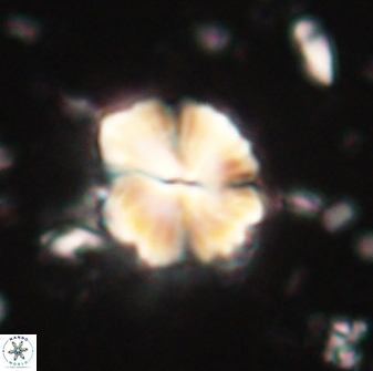 Caycedoae atlanticus 62814