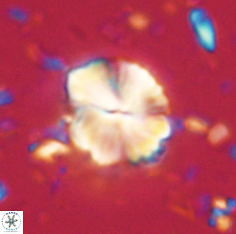 Caycedoae atlanticus 62815