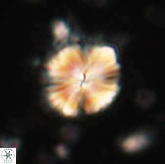 Caycedoae atlanticus 62817