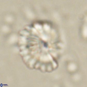 Caycedoae atlanticus 62823