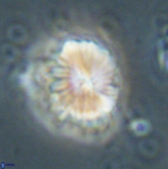 Caycedoae atlanticus 62825