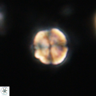 Caycedoae micheliorum 66471