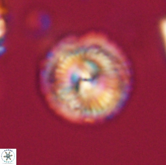 Caycedoae micheliorum 66474