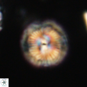 Caycedoae micheliorum 66475