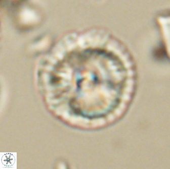 Caycedoae micheliorum 66478