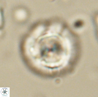 Caycedoae micheliorum 66479