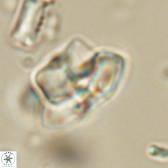 Caycedoae micheliorum 66482