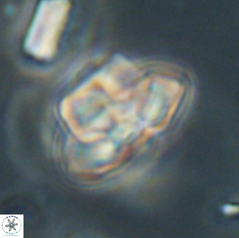 Caycedoae micheliorum 66483