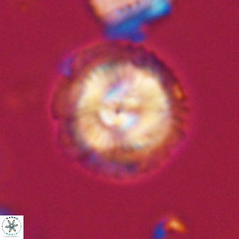 Caycedoae micheliorum 66489