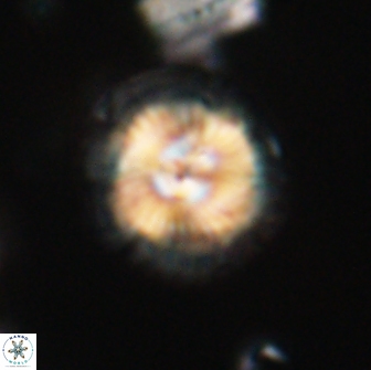 Caycedoae micheliorum 66490