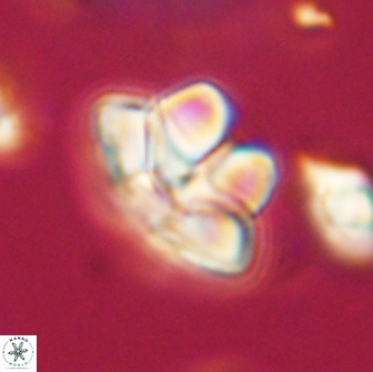 Caycedoae micheliorum 66493