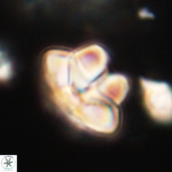 Caycedoae micheliorum 66494