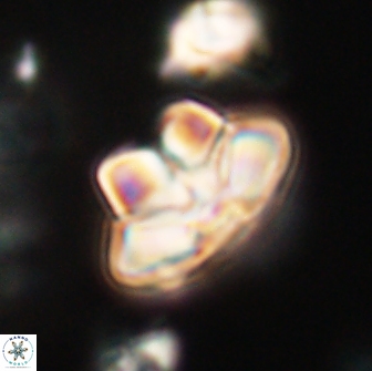 Caycedoae micheliorum 66499