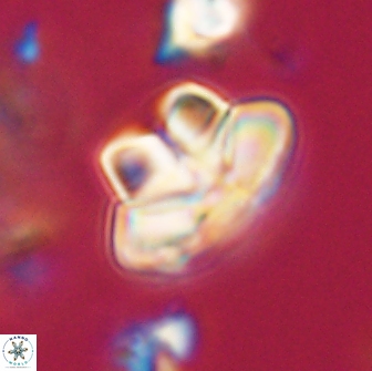 Caycedoae micheliorum 66500